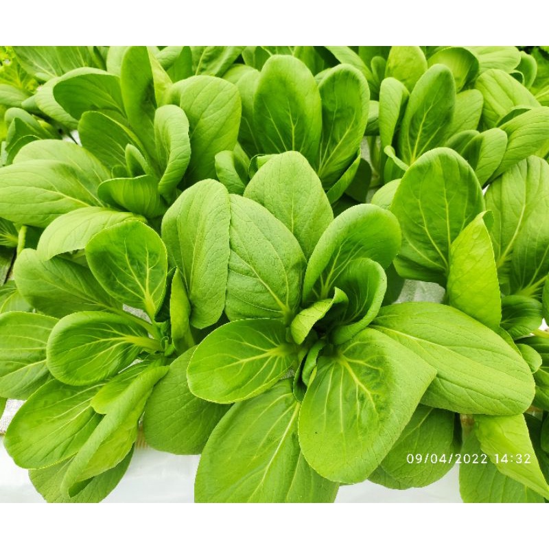 pakcoy sawi daging pak choy hidroponik 1kg
