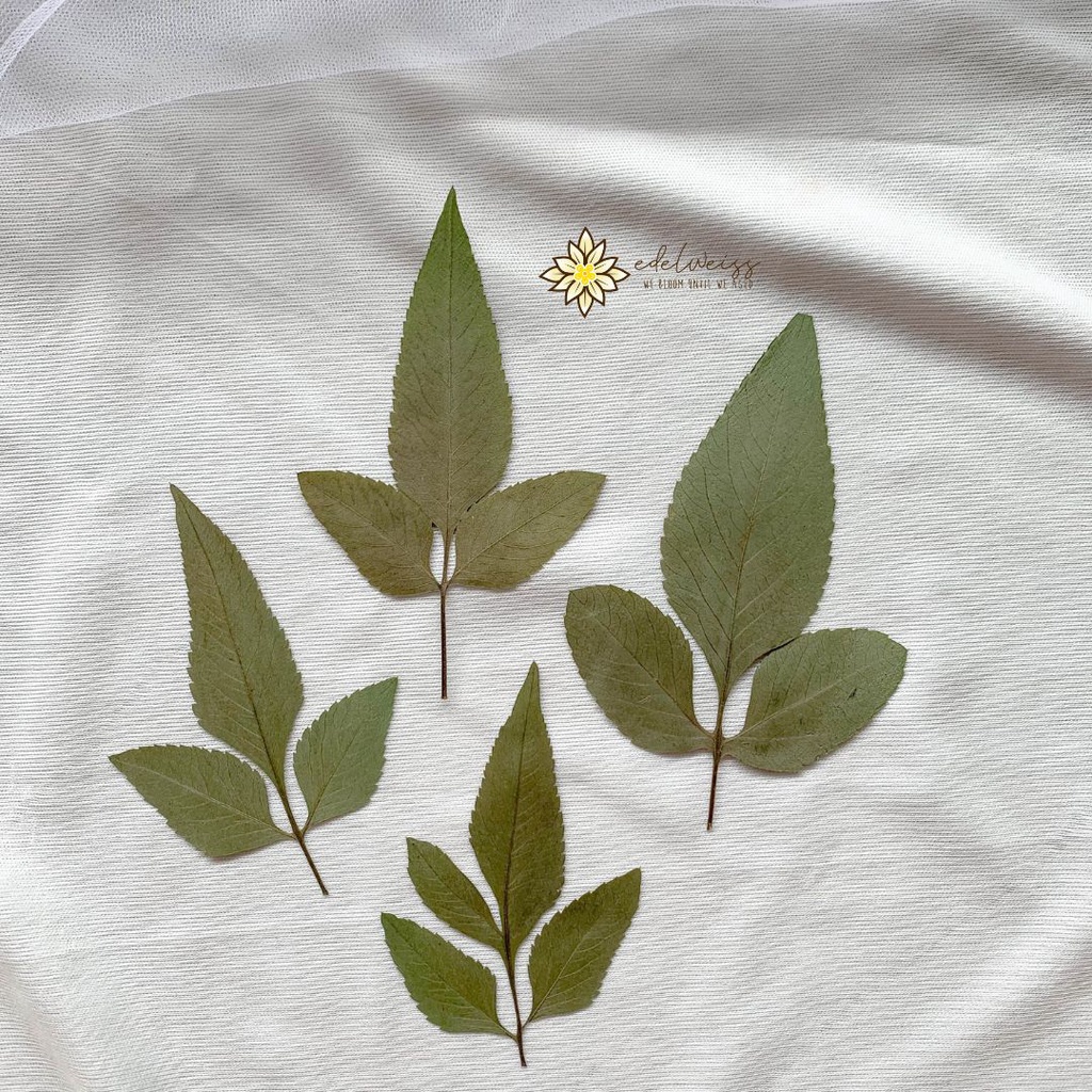 Dried Flower Pressed Flower Bunga Kering Daun Kering Dried Fern Resin Epoxy