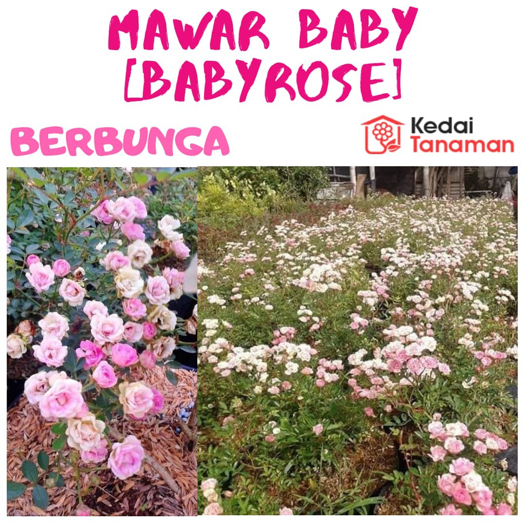 Bunga MAWAR BABY ROSE BERBUNGA - Tanaman Hias Bunga Hidup Babyrose - Bunga Mawar Baby Rose - Mawar M