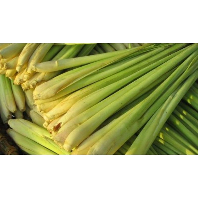 

SERAI PER IKAT ISI 5 BIJI