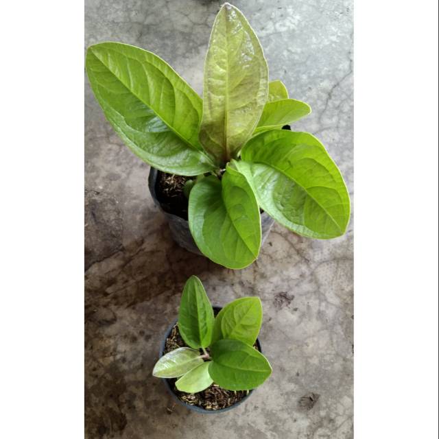 anthurium jemani golden