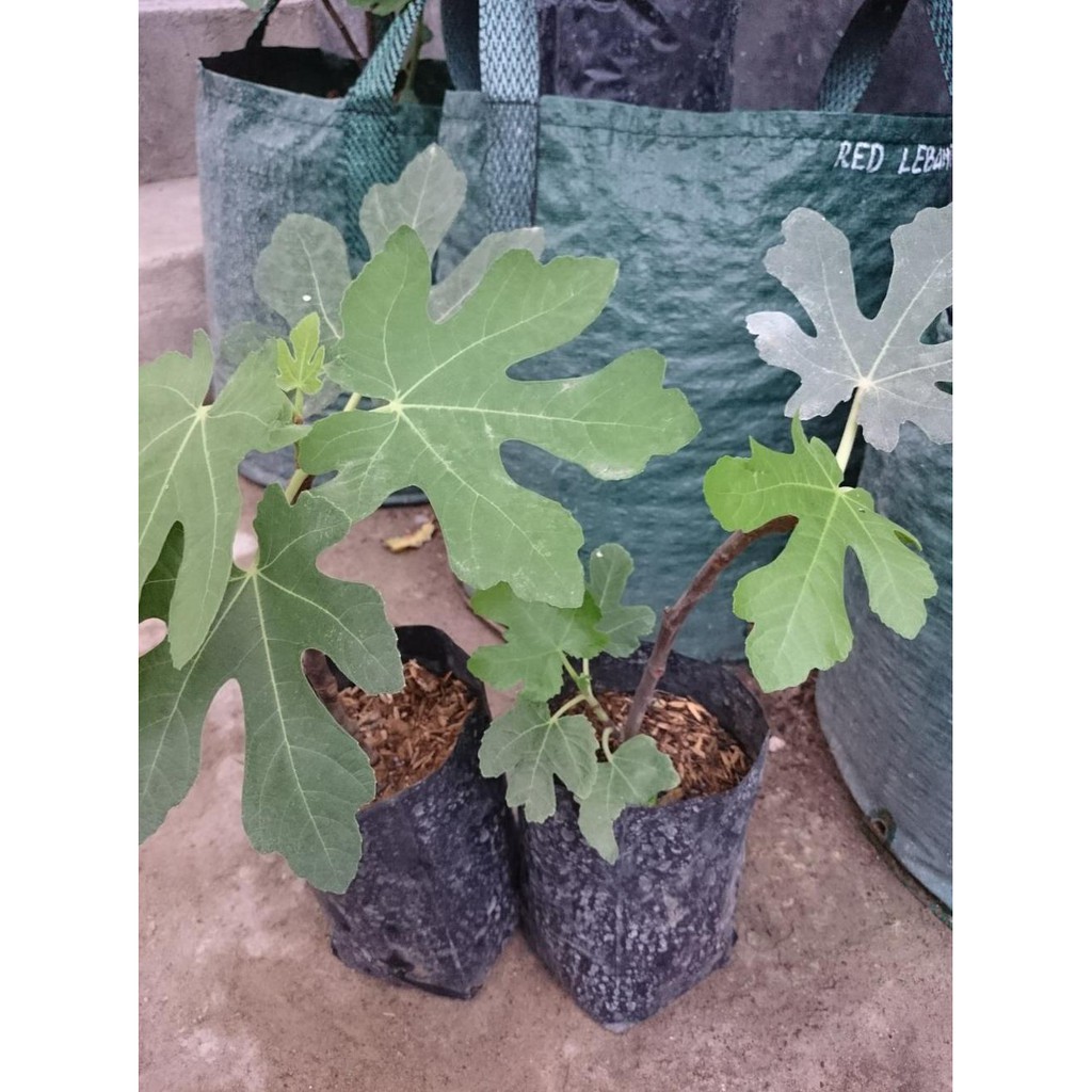 KD1 BIBIT BUAH TIN BLUE GIANT 12RR