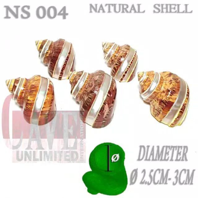 NS004 cangkang shell rumah kelomang keong umang kumang natural asli