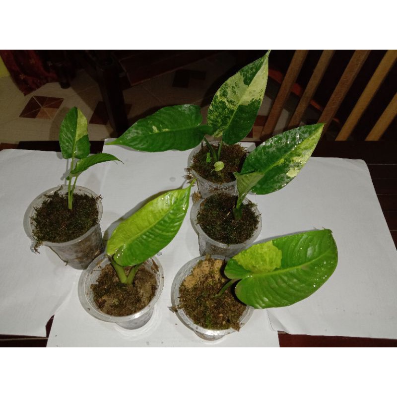 Paket hemat Homalomena var Kuning l