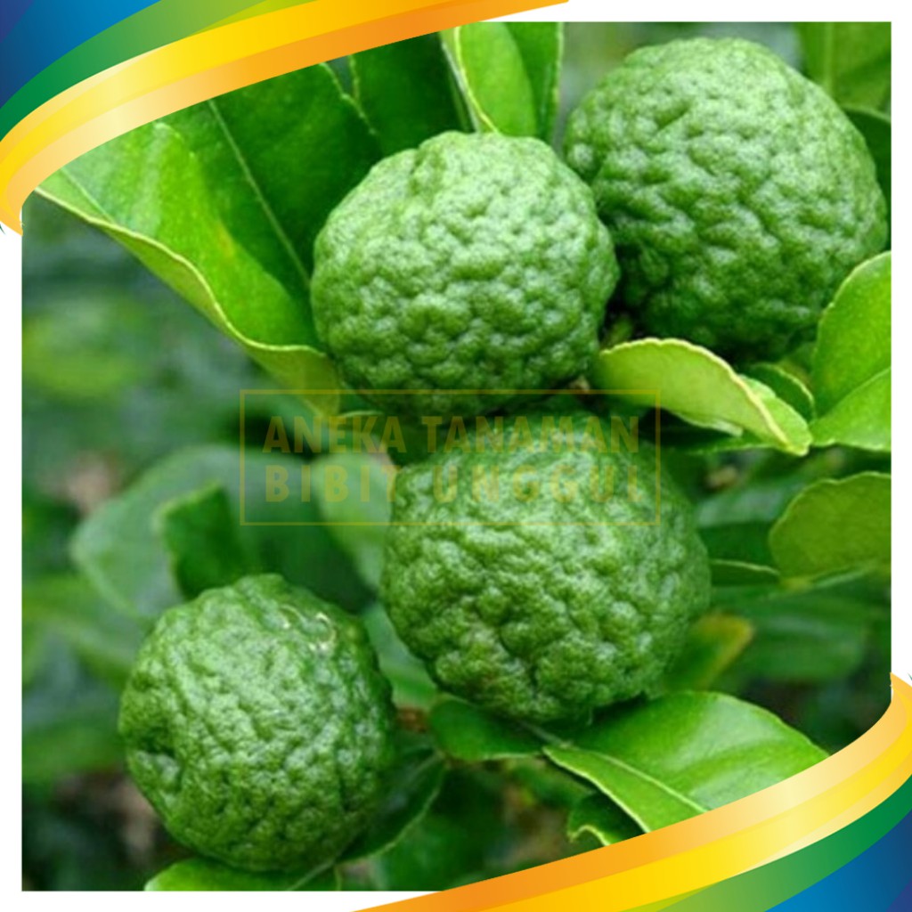 Jual Tanaman Pohon Jeruk Purut (Bumbu Masak) | Shopee Indonesia
