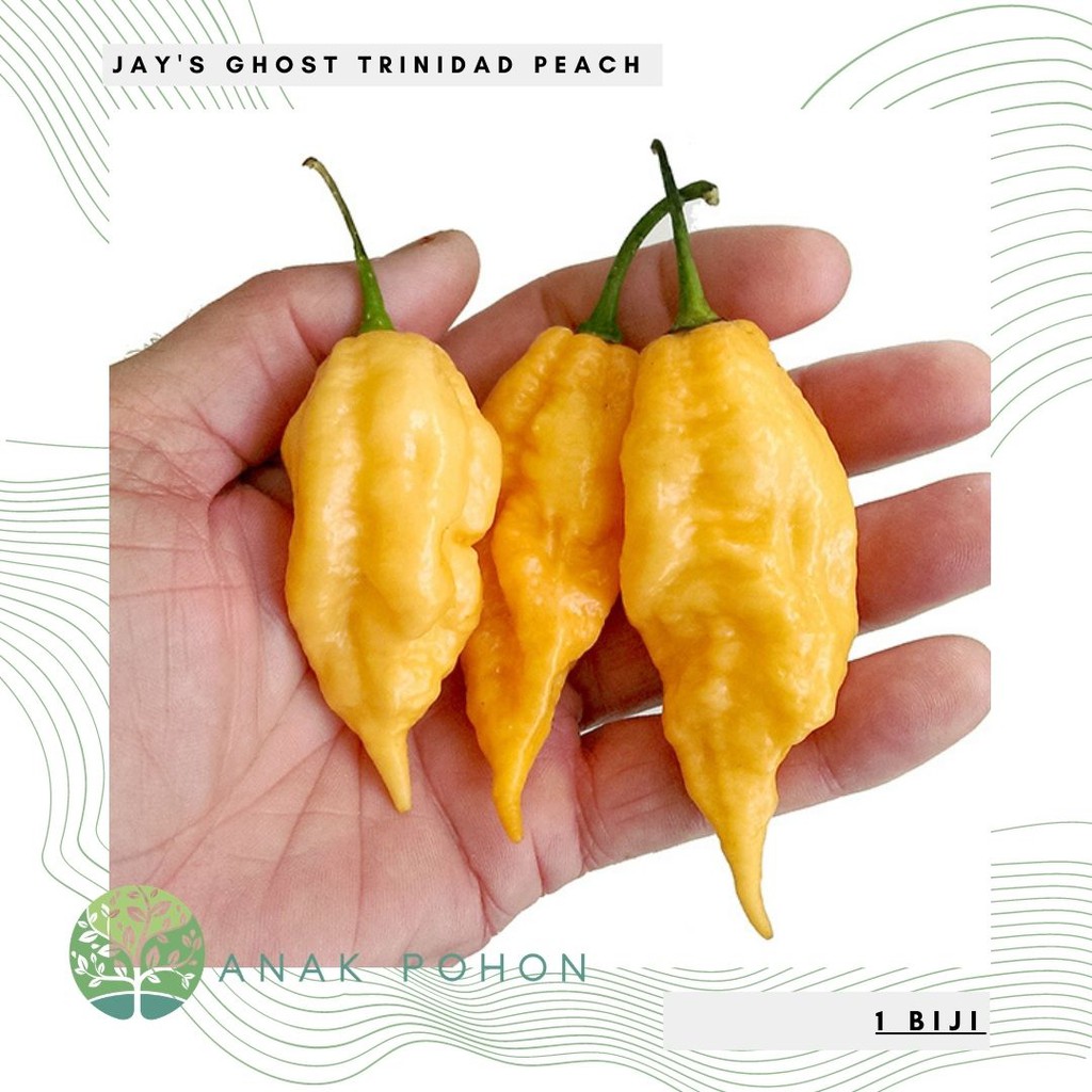 Benih Bibit Biji - Cabai Jay's Ghost Trinidad Peach Pepper Seeds