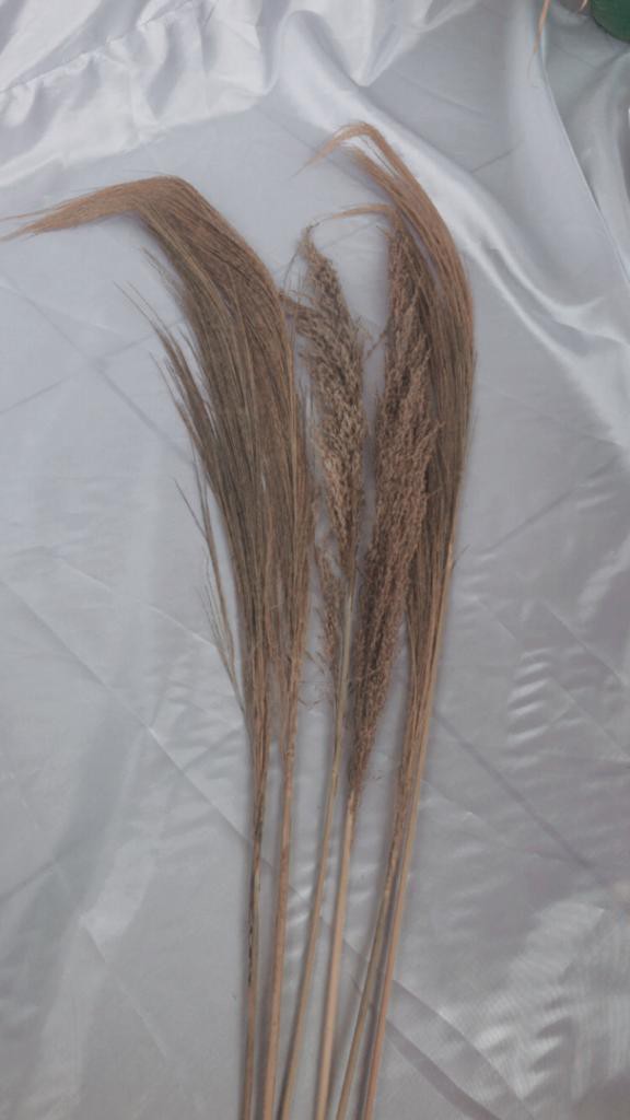 Cod.pampas.ilanglang Kering.decorasi Rustik.rayung.gelagah Kering