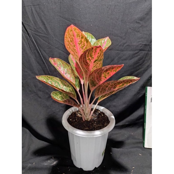 aglaonema kendedes