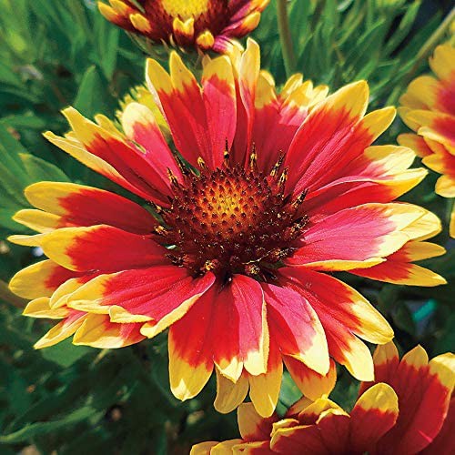 Benih Bibit Biji - Bunga Indian Blanket Flower Seeds - IMPORT