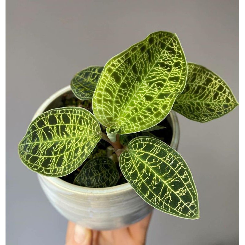 Jewel Orchid