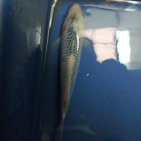 Ikan Koi Asagi Indukan Blitar, bergaransi ikan diterima hidup