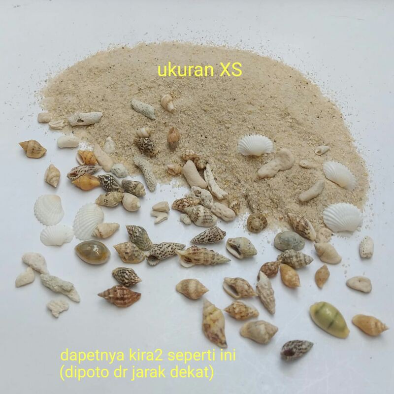 paket kerang mix dan pasir natural utk prakarya botol hias message in a bottle