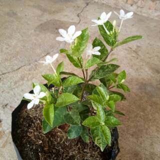 Bunga melati jasmine varigata Shopee Indonesia Bunga melati jasmine varigata Shopee Indonesia