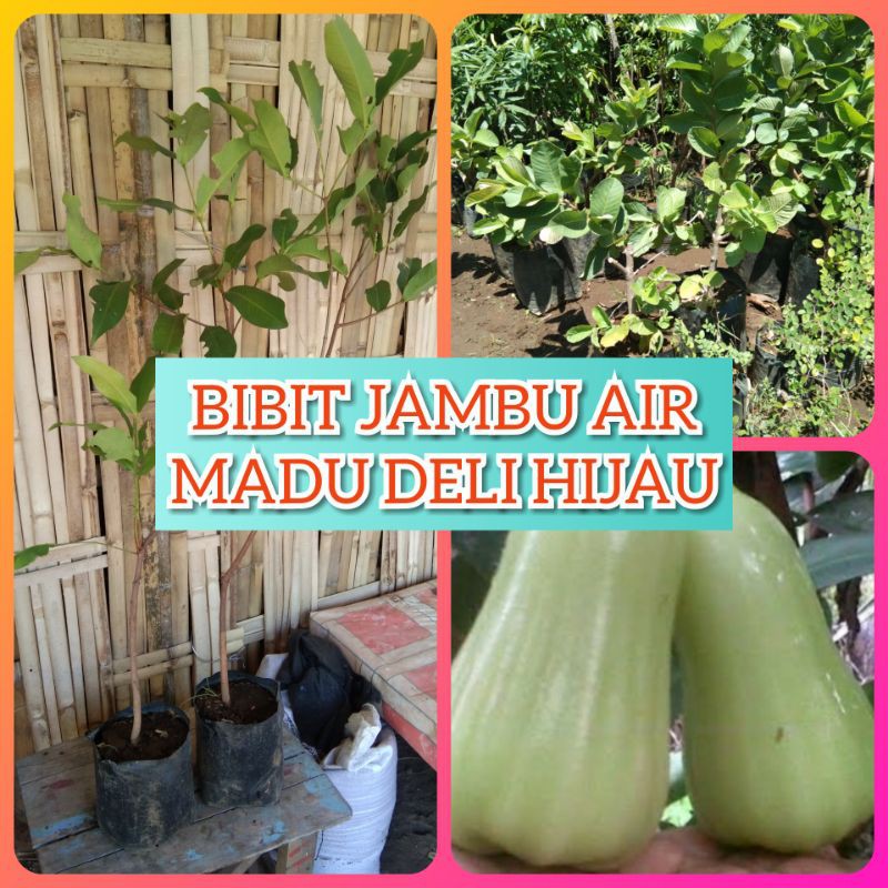 BIBIT JAMBU AIR MADU DELI HIJAU