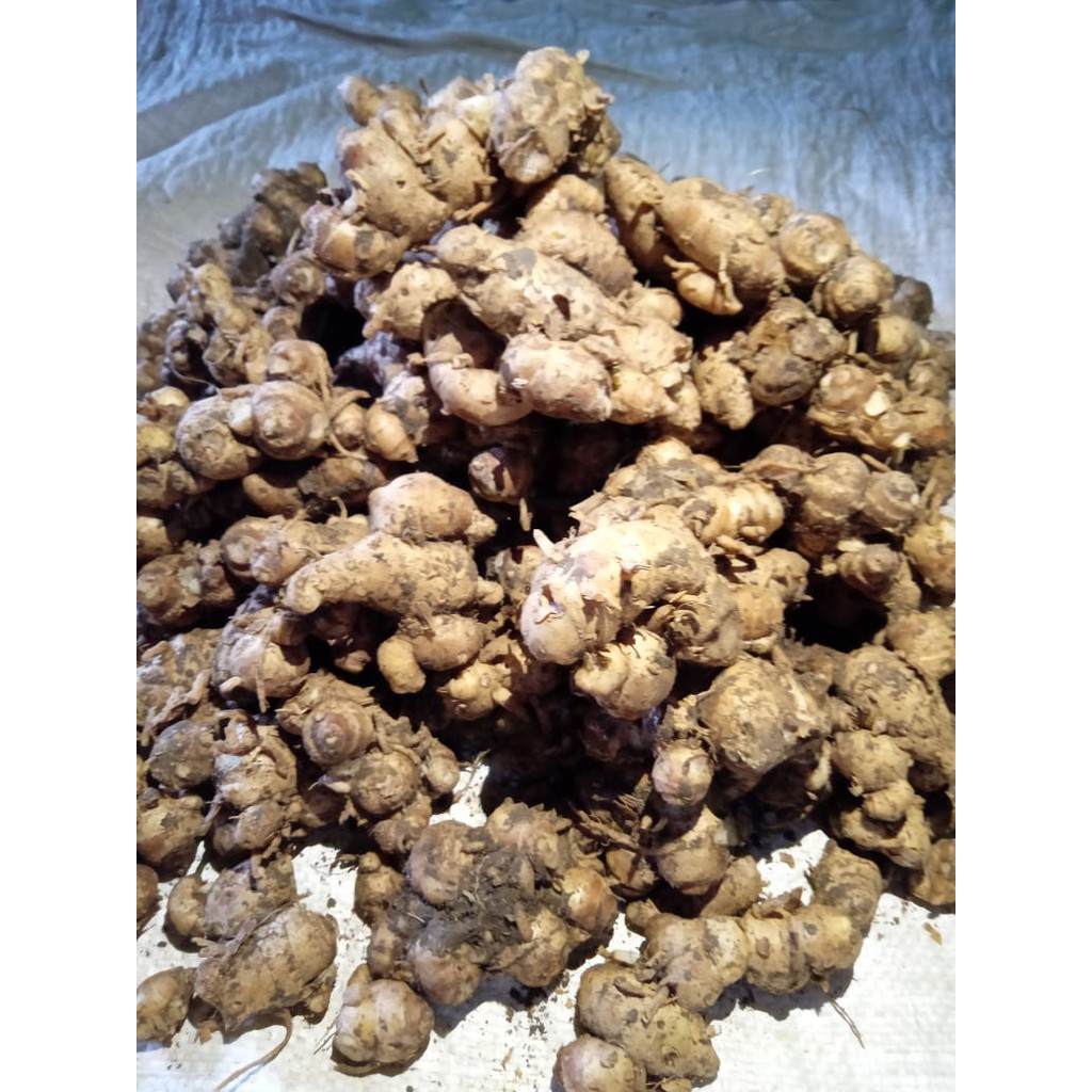 KENCUR 250g MURAH TUA SEGAR ALAMI [COD]