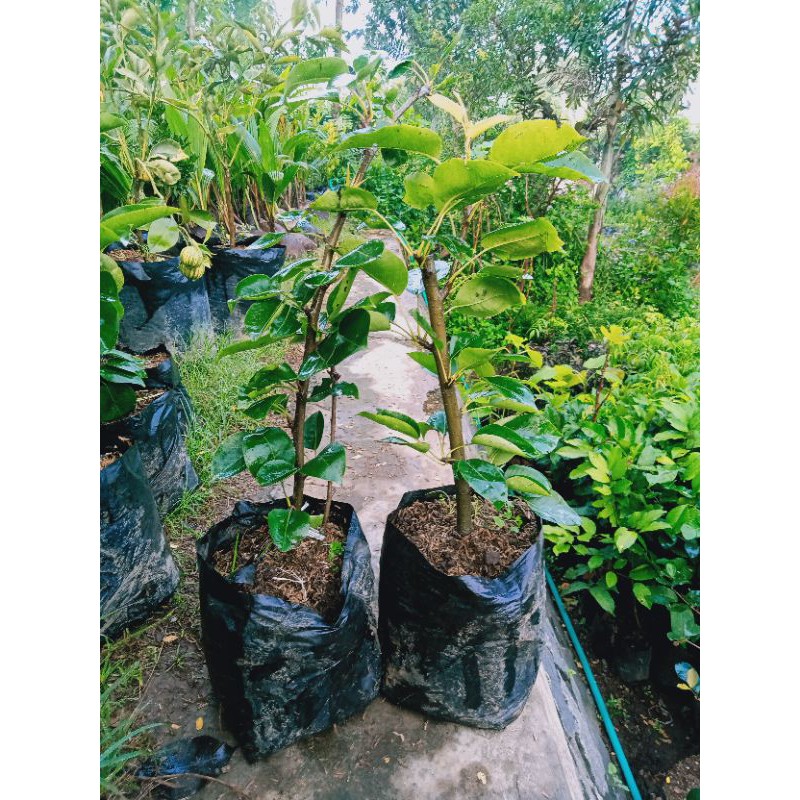 

bbt pir asia