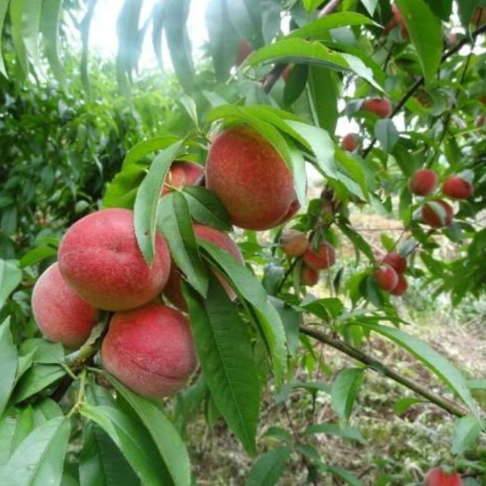 BIBIT BUAH PERSIK PEACH