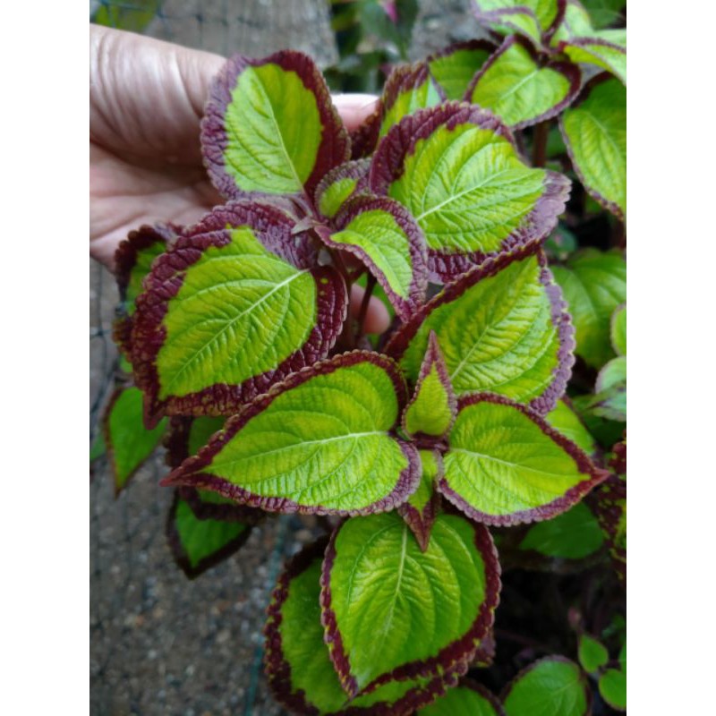 Miana premium id Bolu Pandan