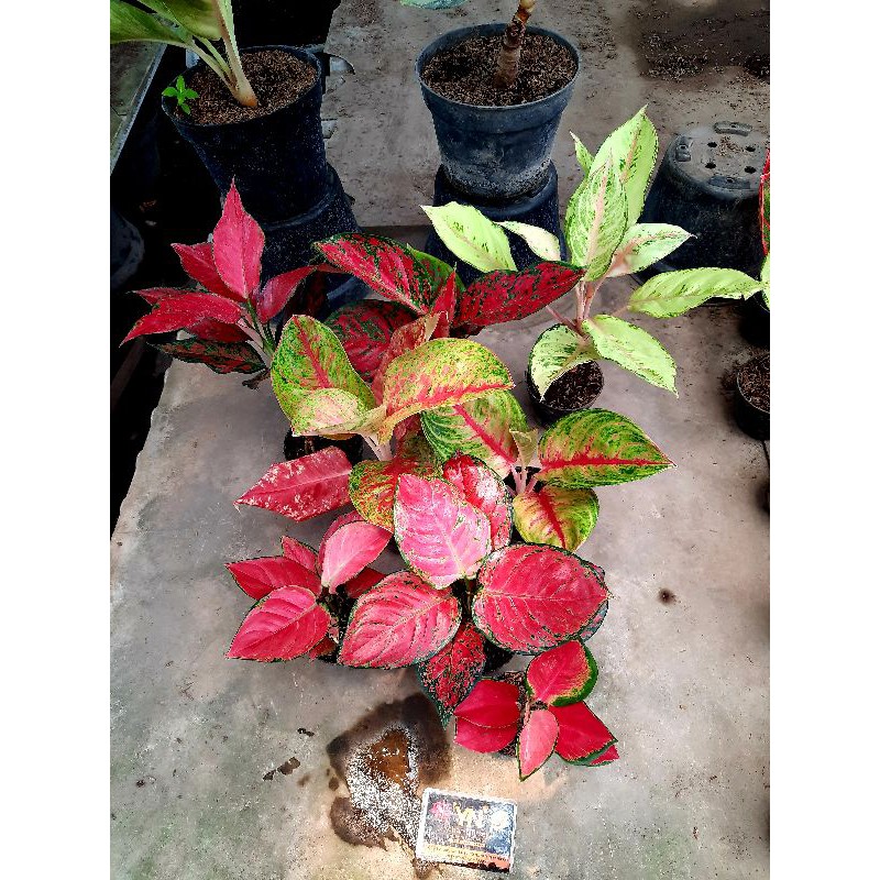 Paket tanaman hias bunga aglaonema red
