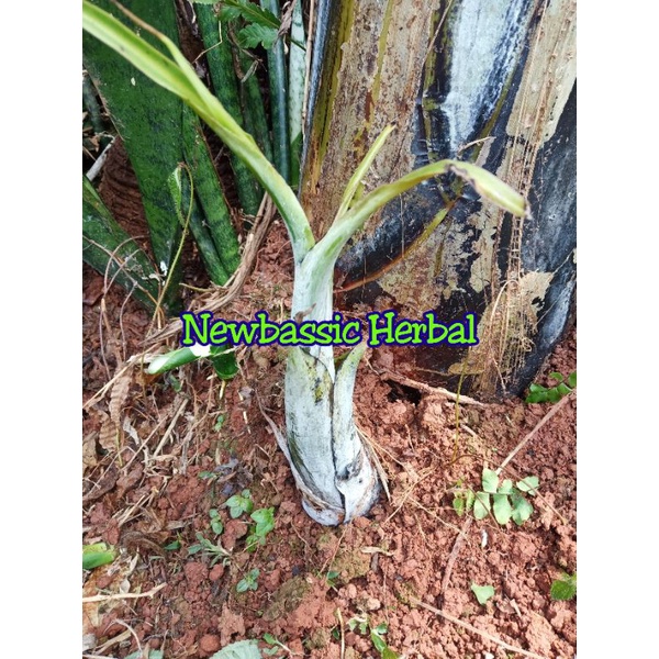 bibit pisang batu bibit pisang klutuk tunas pisang batu