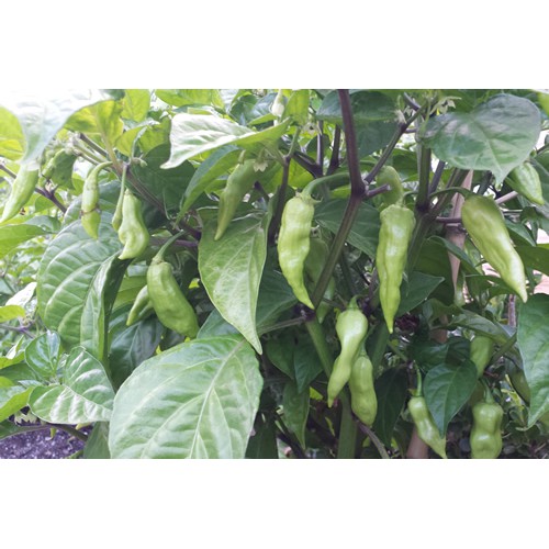 Benih-Bibit Cabe Super Pedas White Bhut Jolokia (Haira Seed)