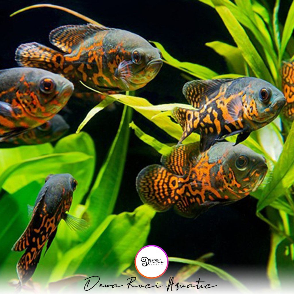 Harga Ikan Oscar Slayer Terbaik Juni 2021 Shopee Indonesia