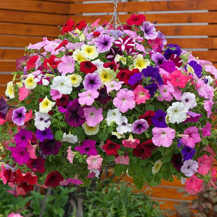 Benih Bibit Biji - Bunga Dwarf Petunia Mix Flower Seeds - IMPORT