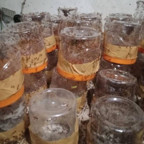 MASTER RATU SEMUT RANGRANG PRODUKTIF 