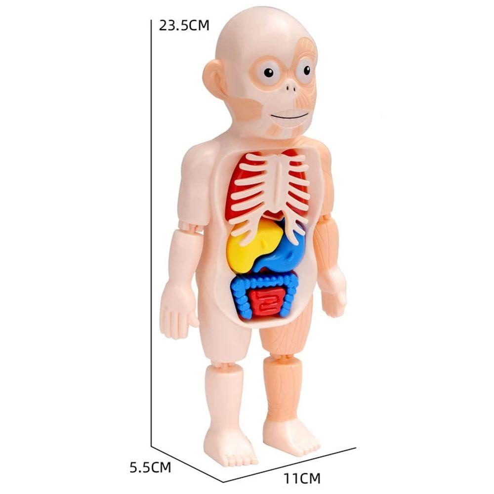 Lanfy Human Organ Model Puzzle 3D Khusus Boneka Tubuh Manusia Aksesoris Sekolah Anatomi Mainan Tubuh Organ Edukasi Belajar