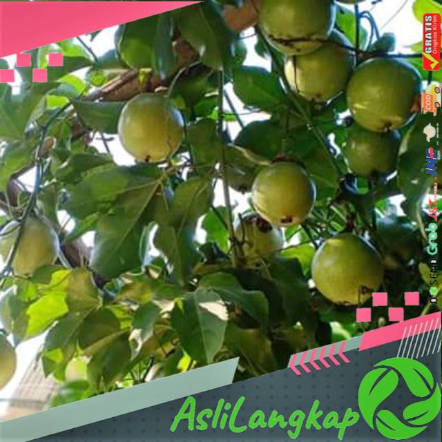 

Buah markisa kuning segar(1kg)