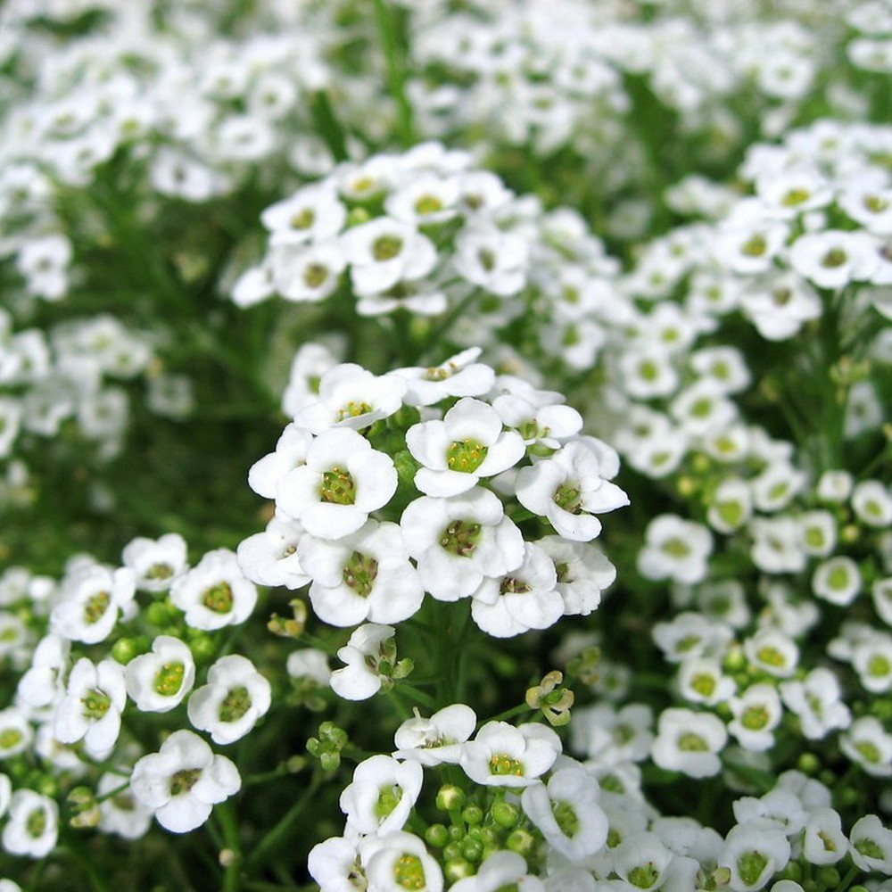 PlantaSeed - 40 Seeds - Alyssum Carpet of Snow Biji Bunga - PAS0194