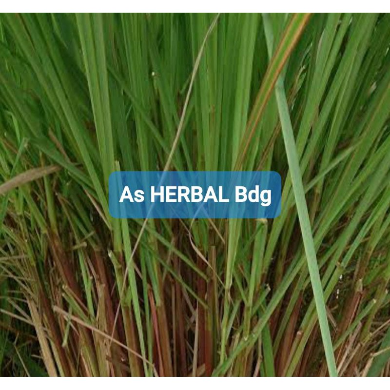 

Daun sereh wangi daun sereh merah segar 1 kg-az