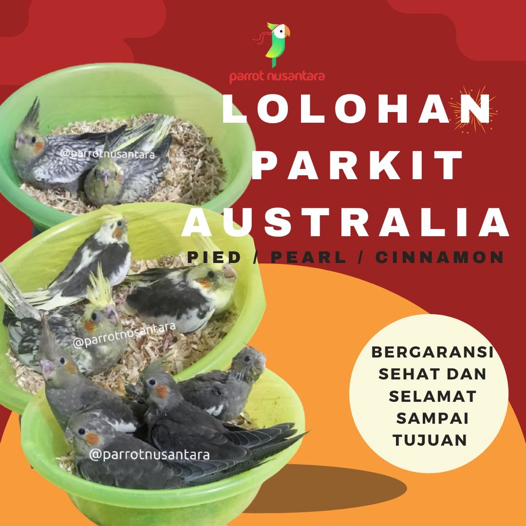 Anakan parkit Australia falk cockatiel lolohan pied pearl cinnamon grey murah