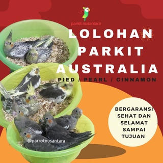 BURUNG PARROT PARKIT AUSTRALIA COCKATIEL FALK JINAK LOLOHAN ANAKAN respon