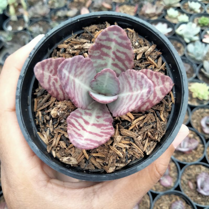 sekulen kalanchoe/sekulen tokek