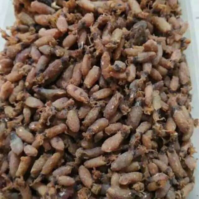 

Baby cumi kering 1kg ukuran 3-5cm