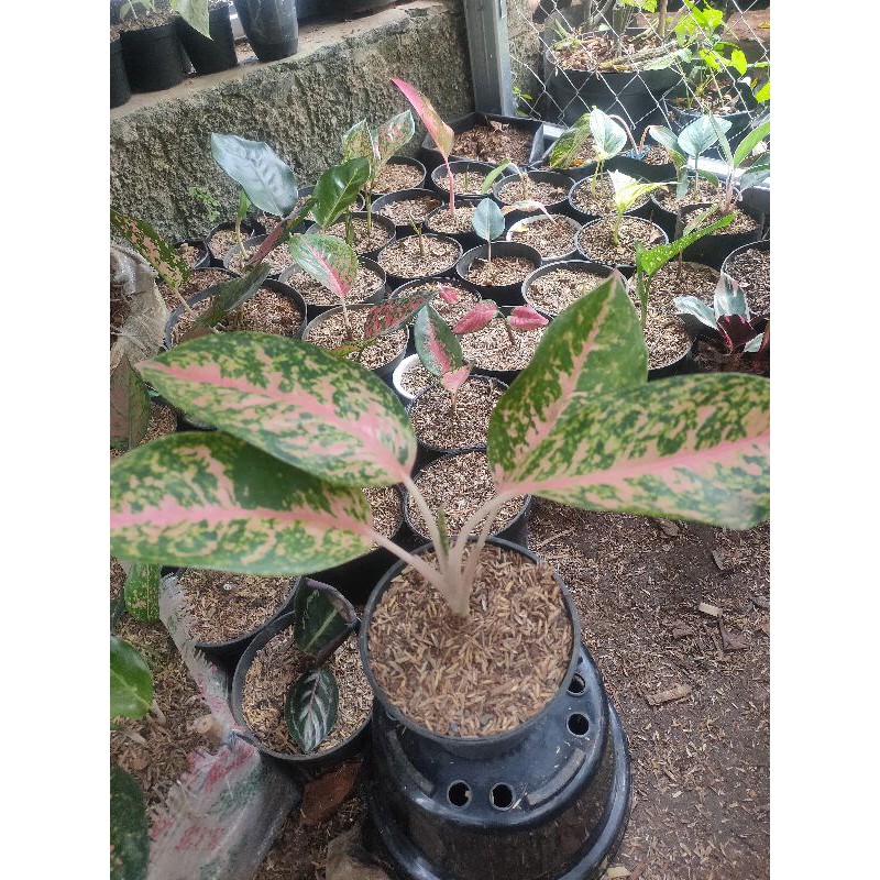 Aglonema Big mama - Tanaman Hias Aglonema Big Mama