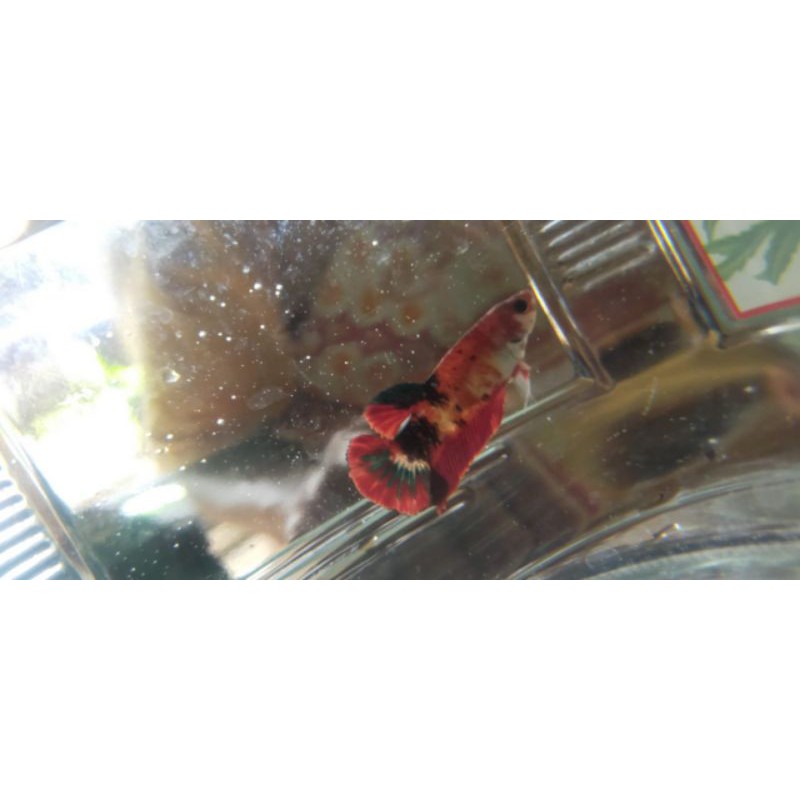 cupang nemo/koi/indukan male /female