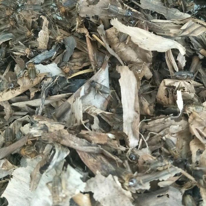 

jangkrik alam 1 kg/ jangkrik alam pakan burung repril