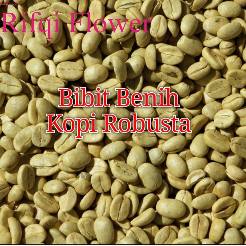 Bibit Kopi Robusta 1.000 butir Benih seed Bibit Biji Kopi Robusta Siap tanam Rifqi Flower