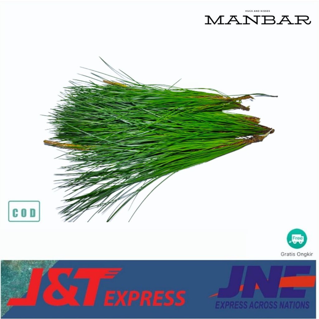 

MANBAR - Daun pinus fresh