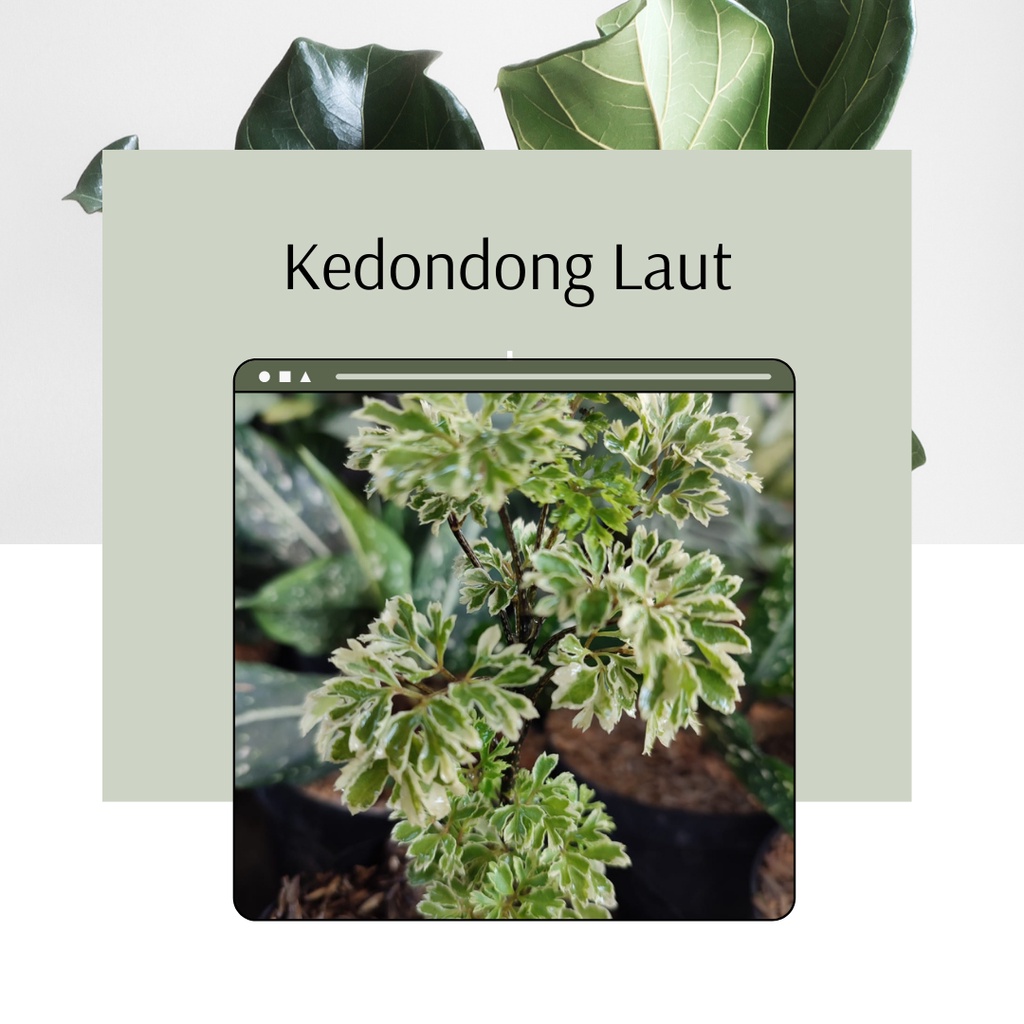 Tanaman Hias Kedondong Laut Bunga Hias Kedondong Laut Murah