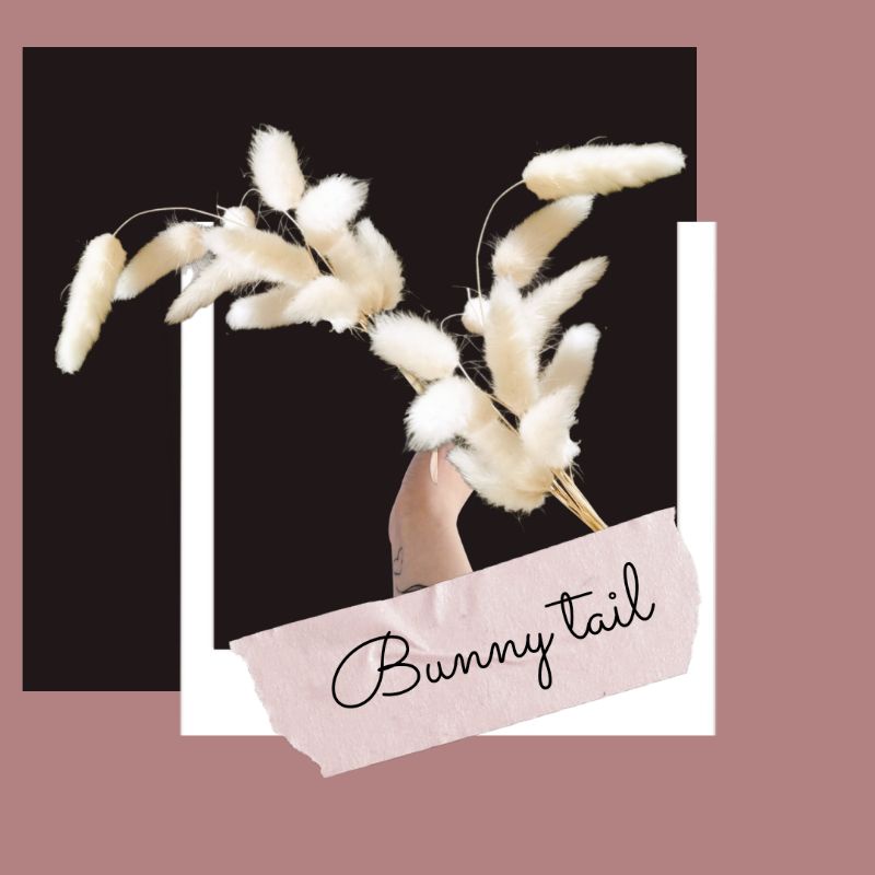 lagurus/bunny tail/rumput kering/dried flower