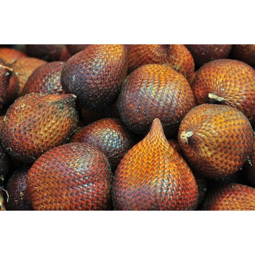 

Salak Pondoh Manis Murah 1 Kg