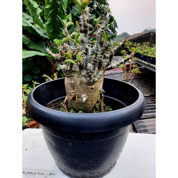 Pachypodium Saundersii