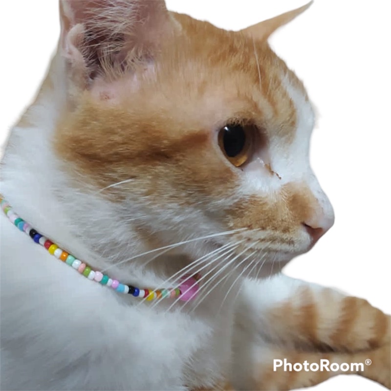 kalung kucing gemoy manik manik warna warni