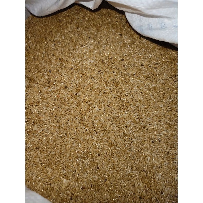 Kenari seed 25kg - kenari seed karungan - pakan kenari