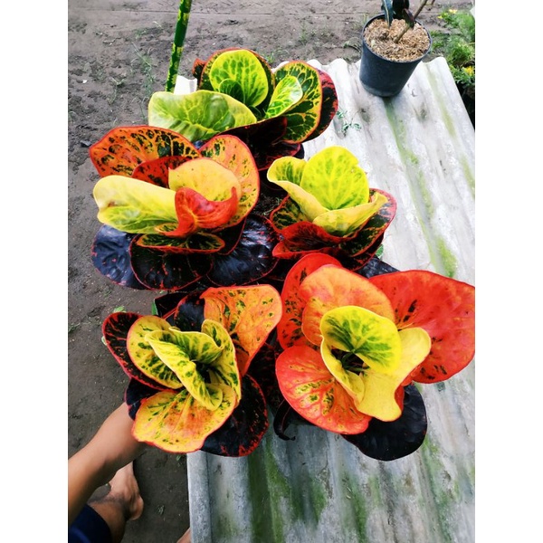 PURING BUSARIN JUMBO BERCABANG