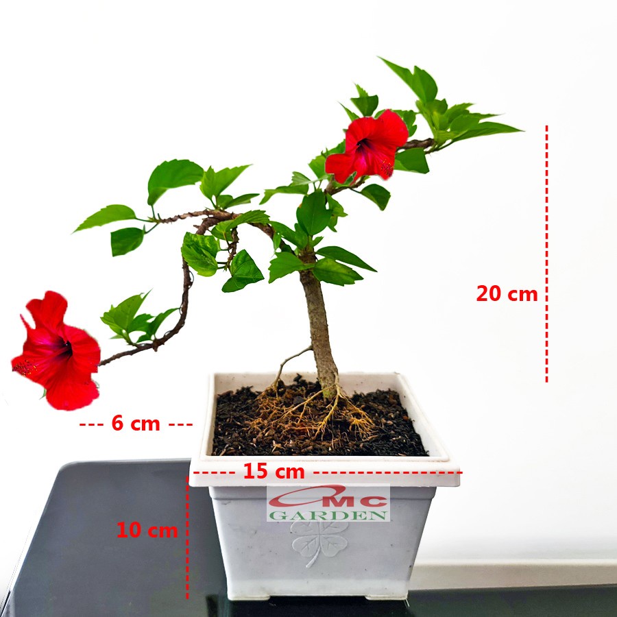 Bonsai Bonsae Mame Kembang Sepatu Bunga Raya Hibiscus Worawari Rosa Dinensis Merah Tanaman Hias 002