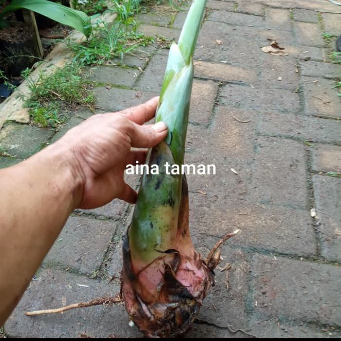 bibit tanaman pisang lampung - bibit tunas pusang dari indukan
